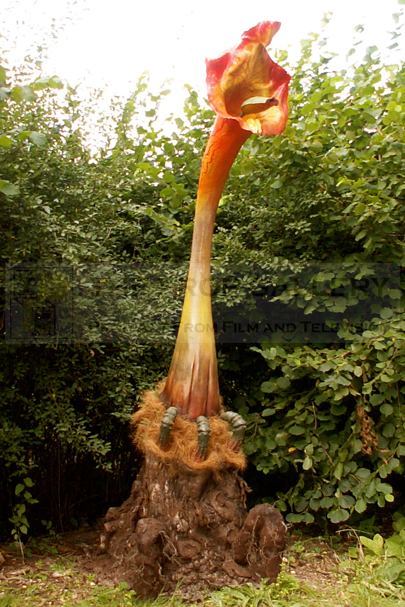 ponytail palm potted Beaucarnea recurvata Ponytail Stump Palm main image 1