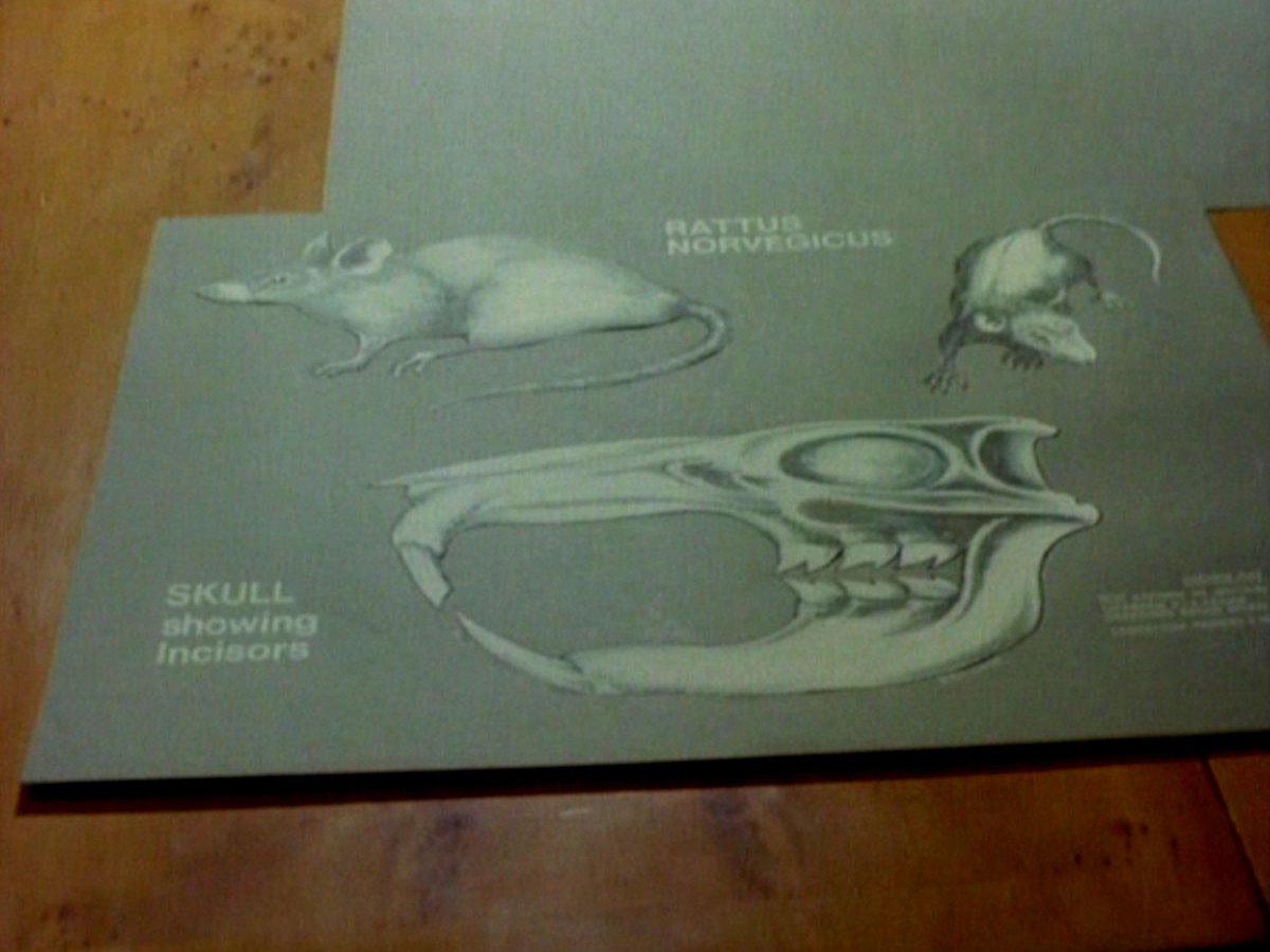 TW Watches The New Avengers S01E10&nbsp;Gnaws